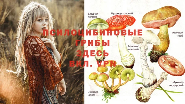 PSILOCYBIN Алзамай